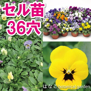 ビオラ 花 苗の人気商品 通販 価格比較 価格 Com