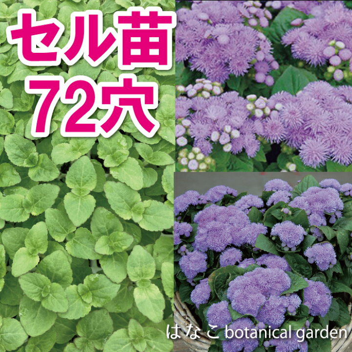 楽天市場 花のセル苗 プラグ苗 アゲラタム アロハブルー 72穴70本 特価 セル苗 自家用 業務用 はなこ Botanicalgarden 楽天市場 花のセル苗 プラグ苗 アゲラタム アロハブルー 72穴70本 特価 セル苗 自家用 業務用 はなこ Botanicalgarden