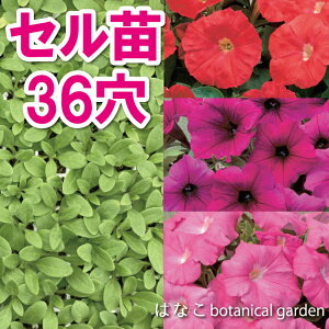 苗 ペチュニア 花の人気商品 通販 価格比較 価格 Com 苗 ペチュニア 花の人気商品 通販 価格比較 価格 Com