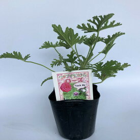 楽天市場 蚊連草の通販