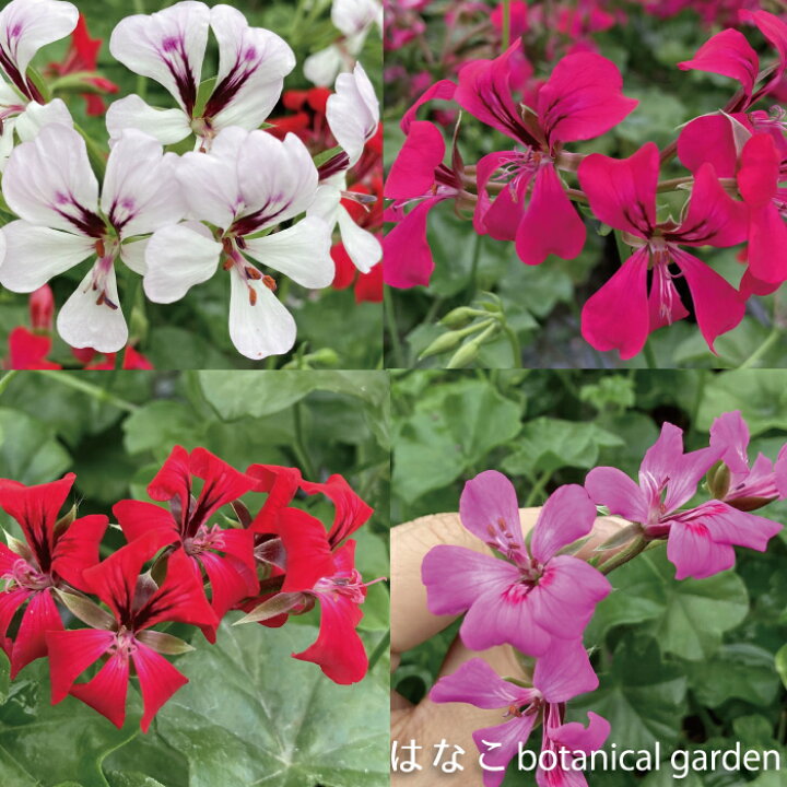 楽天市場 ゼラニウム 苗 色が選べるアイビーゼラニウム リーチアウト ゾナル系 天竺葵 ガーデニング 花壇 3 5号ポット 当店オススメ 売れ筋 はなこ Botanicalgarden