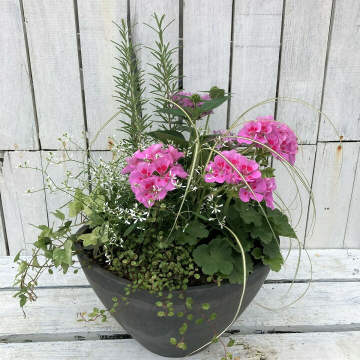 楽天市場 大輪ゼラニウム寄せ植え ゼラニウム 送料無料 玄関 寄贈品 当店オススメ はなこ Botanicalgarden