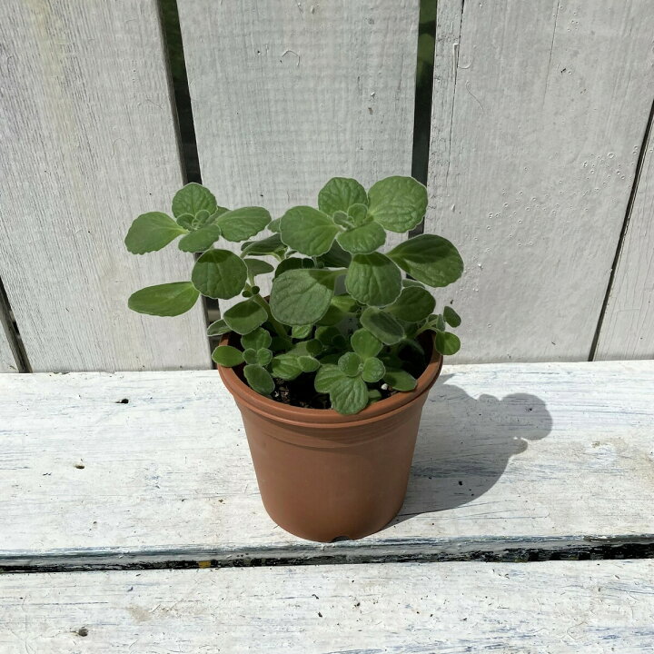 楽天市場 多肉植物 アロマティカス キューバンオレガノ 育てる芳香剤 観葉植物 ギフト 希少品種 自家栽培 料理 お茶 当店オススメ はなこ Botanicalgarden