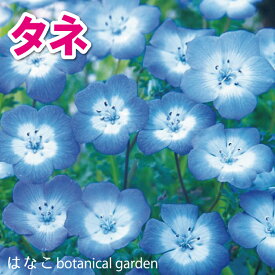 【花のタネ・種】ネモフィラ　インシングニスブルー　40ml　20ml×2袋　(40ml＝約15,000粒)