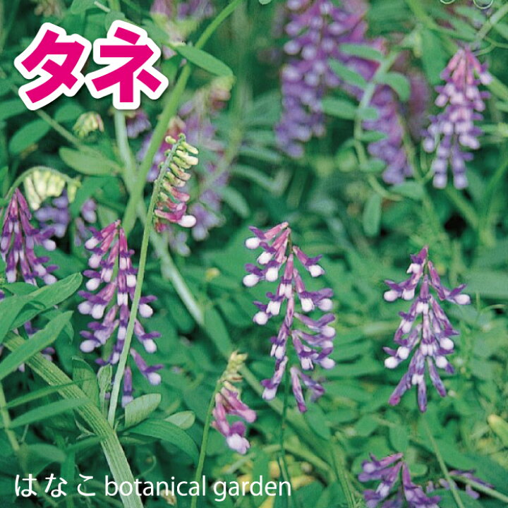 楽天市場 花のタネ 種 ヘアリーベッチ 玉咲草藤 タマザキクサフジ ツルレンゲ 40ml ml 2袋 はなこ Botanicalgarden