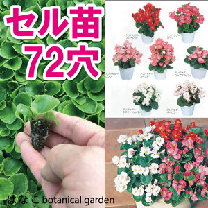 花 ベゴニア 苗の人気商品 通販 価格比較 価格 Com