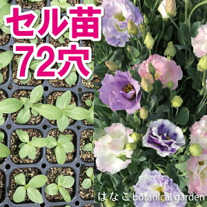 苗 キキョウの人気商品 通販 価格比較 価格 Com