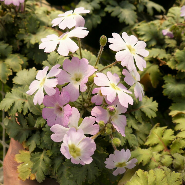 楽天市場 雲南桜草 ウンナンサクラソウ 2ポットセット 報春花 プリムラ フィルクネラエ 多年草 はなこ Botanicalgarden