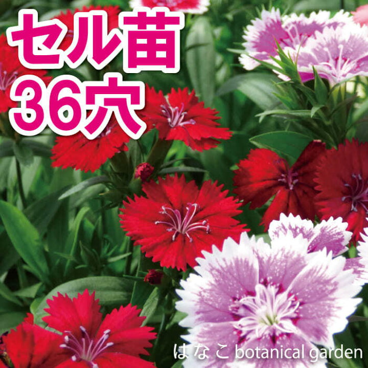 楽天市場 花のセル苗 ダイアンサス テルスター ミックス 36穴34本 特価 プラグ苗 播種 自家用 業務用 はなこ Botanicalgarden