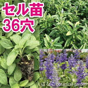 サル 花 苗の人気商品 通販 価格比較 価格 Com