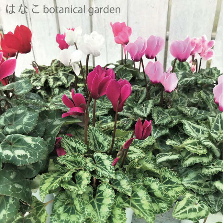 楽天市場 花のタネ 種 ガーデンシクラメン デュオ ミックス 約30粒 ミニシクラメン はなこ Botanicalgarden