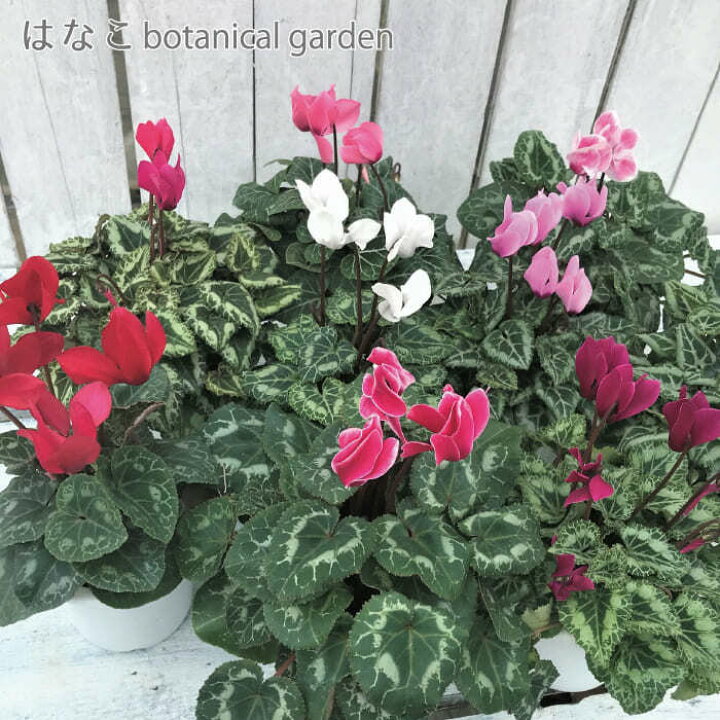 楽天市場 花のタネ 種 ガーデンシクラメン デュオ ミックス 約30粒 ミニシクラメン はなこ Botanicalgarden