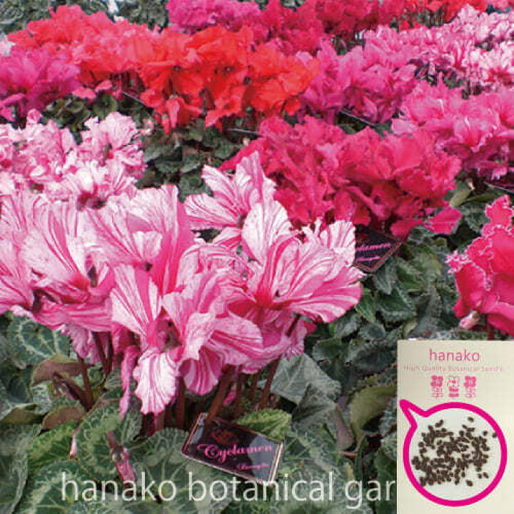 楽天市場 花のタネ 種 シクラメン 大輪フリンジミックス 約30粒 はなこ Botanicalgarden