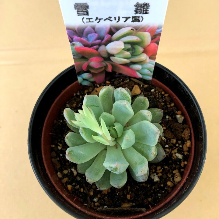 楽天市場】【多肉植物】 雪雛 エケベリア属 観葉植物 ギフト 希少品種 