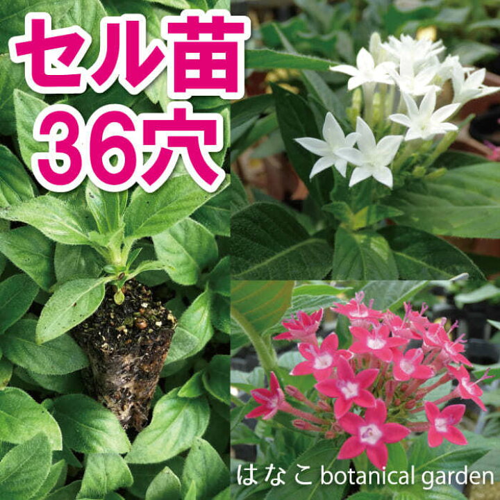 楽天市場 花のセル苗 プラグ苗 ペンタス グラフィティ ミックス 36穴34本 プラグ苗 特価 セル苗 種 タネ 播種 自家用 業務用 はなこ Botanicalgarden