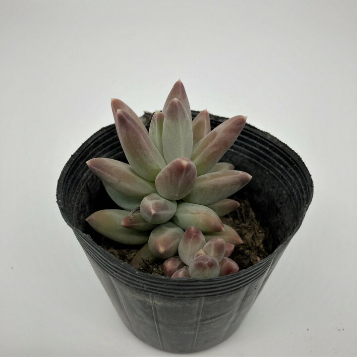 楽天市場 多肉植物 千代田の松 ロンギフォリウム 観葉植物 ギフト 希少品種 はなこ Botanicalgarden