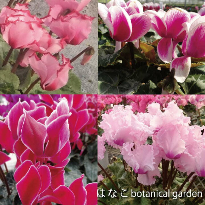 楽天市場 ガーデンシクラメン 変わり咲きミックス 5ポットセット 3寸 ミニシクラメン こだわり品種 はなこ Botanicalgarden