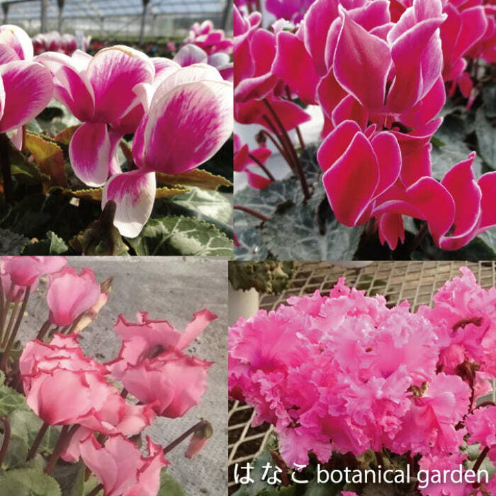 楽天市場 ガーデンシクラメン 変わり咲きミックス 10ポットセット 送料無料 3寸 ミニシクラメン こだわり品種 はなこ Botanicalgarden