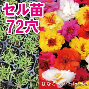 yԂ̃vZz|[`J(tڂ)@nbs[A[@7270{@@d@Ɨp@Ɩp@Zc@vOc
