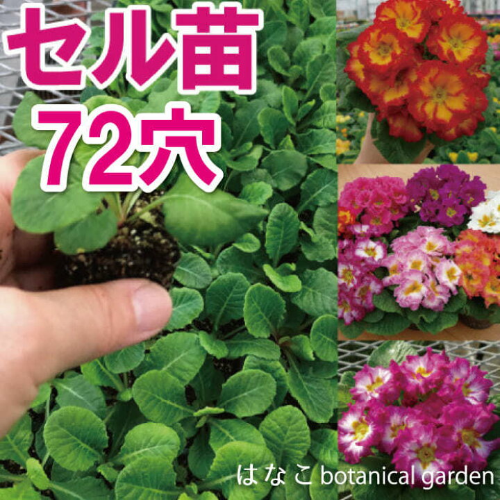 楽天市場 花のセル苗 プラグ苗 プリムラ ポリアンサ系 メルローズミックス 72穴70本 プラグ苗 セル苗 種 タネ 自家用 業務用 はなこ Botanicalgarden