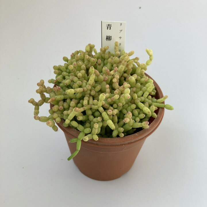 楽天市場 多肉植物 青柳 リプサリス ケレウスクラ 観葉植物 ギフト 希少品種 はなこ Botanicalgarden