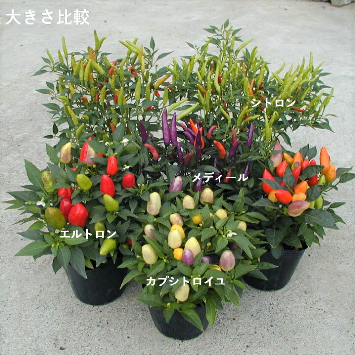 楽天市場 セル苗 観賞用とうがらし カプシカム エンハン 406穴380本 特価 プラグ苗 播種 自家用 業務用 大特価 種子 当店オリジナル品種 送料無料 はなこ Botanicalgarden 楽天市場 セル苗 観賞用とうがらし カプシカム エンハン 406穴380本 特価 プラグ苗 播種 自家用 業務用 大特価 種子 当店オリジナル品種 送料無料 はなこ Botanicalgarden