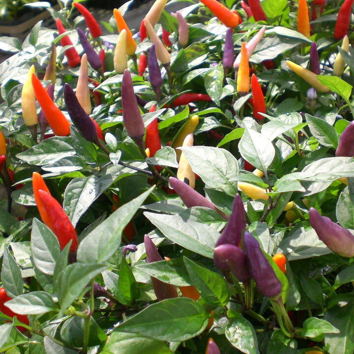 楽天市場 セル苗 観賞用とうがらし カプシカム メディール 72穴70本 特価 プラグ苗 播種 自家用 業務用 大特価 種子 当店オリジナル品種 はなこ Botanicalgarden 楽天市場 セル苗 観賞用とうがらし カプシカム メディール 72穴70本 特価 プラグ苗 播種 自家用 業務用 大特価 種子 当店オリジナル品種 はなこ Botanicalgarden