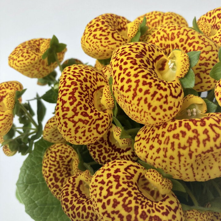 楽天市場 売れ筋 カルセオラリア キンチャクソウ 巾着草 スリッパ フラワー 特価 ５ポットセット 当店オススメ はなこ Botanicalgarden