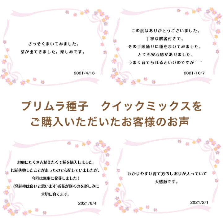 楽天市場 花のタネ プリムラ ジュリアン系 クイック ミックス 約50粒 はなこ Botanicalgarden