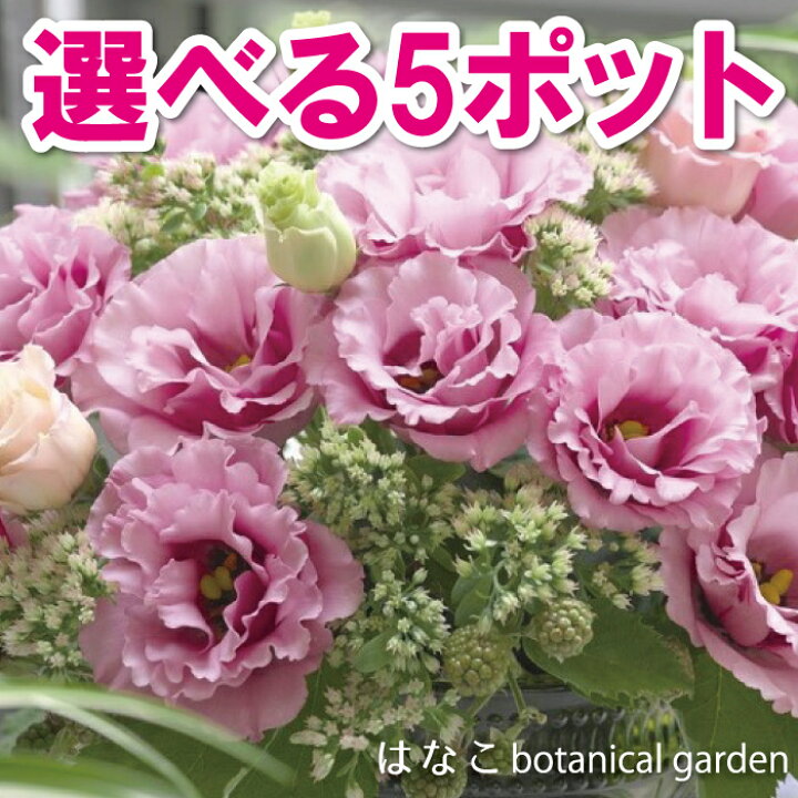 楽天市場 トルコキキョウ 選べる5ポットセット 1ポット3本植え トルコギキョウ トルコ桔梗 ユーストマ ガーデニング 切り花 一年草 当店おすすめ 売れ筋 はなこ Botanicalgarden