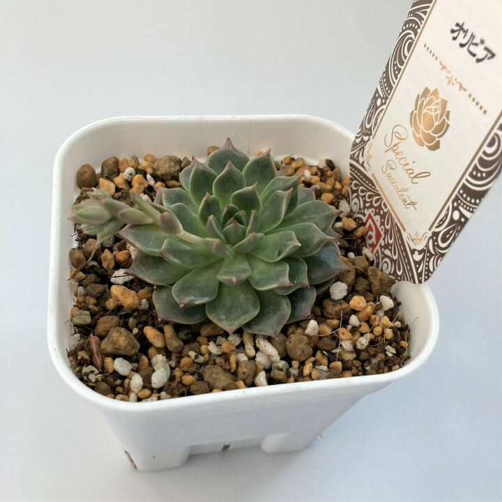 楽天市場】【多肉植物】オリビア エケベリア属 観葉植物 ギフト 希少 