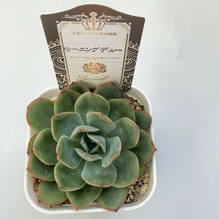 楽天市場】【多肉植物】モーニングデュー エケベリア属 観葉植物 
