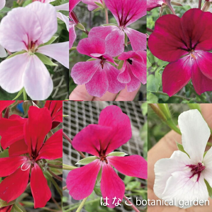 楽天市場 ゼラニウム 苗 色が選べるアイビーゼラニウム サマーシャワー ゾナル系 天竺葵 ガーデニング 花壇 3 5号ﾎﾟｯﾄ 当店オススメ はなこ Botanicalgarden