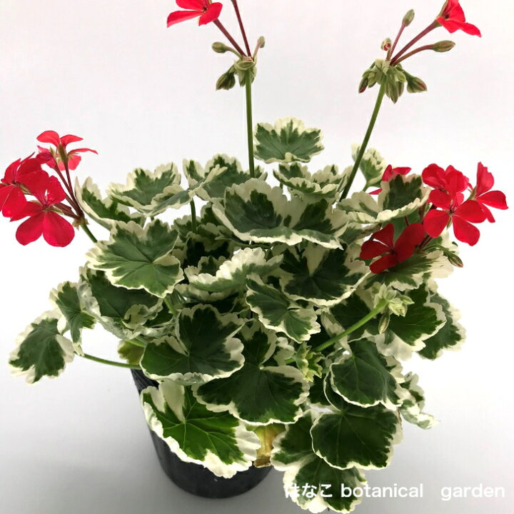 楽天市場 ゼラニウム 苗 カラーリーフゼラニウム フラワーオブスプリング 斑入り 赤花 天竺葵 葉 紅葉 室内 インドア はなこ Botanicalgarden 楽天市場 ゼラニウム 苗 カラーリーフゼラニウム フラワーオブスプリング 斑入り 赤花 天竺葵 葉 紅葉 室内 インドア はなこ Botanicalgarden