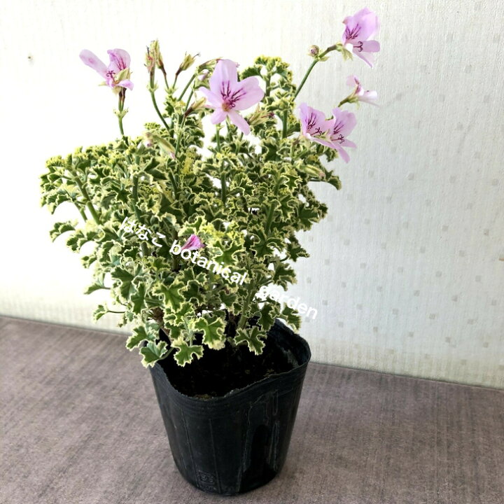楽天市場 ハーブゼラニウム 斑入りレモン 3 5号 自家栽培 希少品種 観葉植物 家庭菜園 蚊連草 はなこ Botanicalgarden