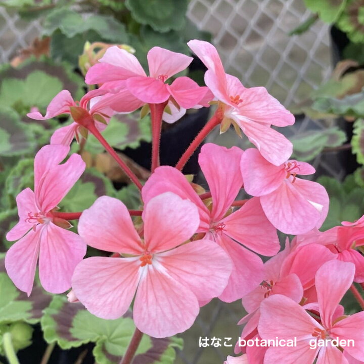 楽天市場 ゼラニウム 苗 カラーリーフゼラニウム 真珠 ピンク花 ミセスキルター 天竺葵 ガーデニング 花壇 葉 紅葉 はなこ Botanicalgarden