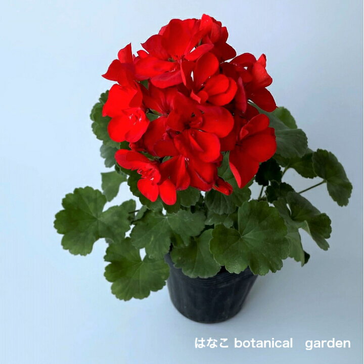 楽天市場 数量限定 ゼラニウム 苗 大輪ゼラニウム 赤花 ゾナル系 天竺葵 ガーデニング 花壇 はなこ Botanicalgarden