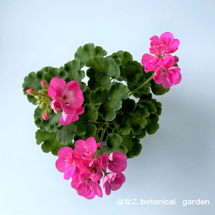 楽天市場 ゼラニウム 苗 大輪ゼラニウム ピンク花 ゾナル系 天竺葵 ガーデニング 花壇 はなこ Botanicalgarden