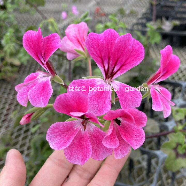 楽天市場 ゼラニウム 苗 色が選べるアイビーゼラニウム サマーシャワー ゾナル系 天竺葵 ガーデニング 花壇 3 5号ﾎﾟｯﾄ 当店オススメ はなこ Botanicalgarden