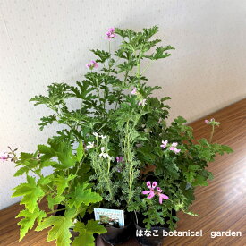 ハーブゼラニウム　3号　5ポットセット フルーツ系　 自家栽培　ハーブ　観葉植物　家庭菜園　蚊連草　