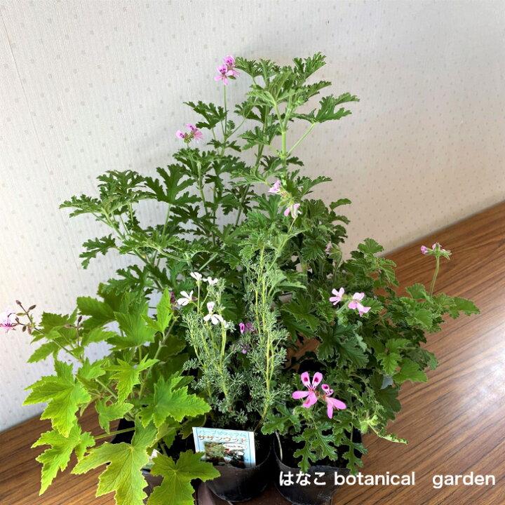 楽天市場 ハーブゼラニウム 3号 5ポットセット フルーツ系 自家栽培 ハーブ 観葉植物 家庭菜園 蚊連草 はなこ Botanicalgarden