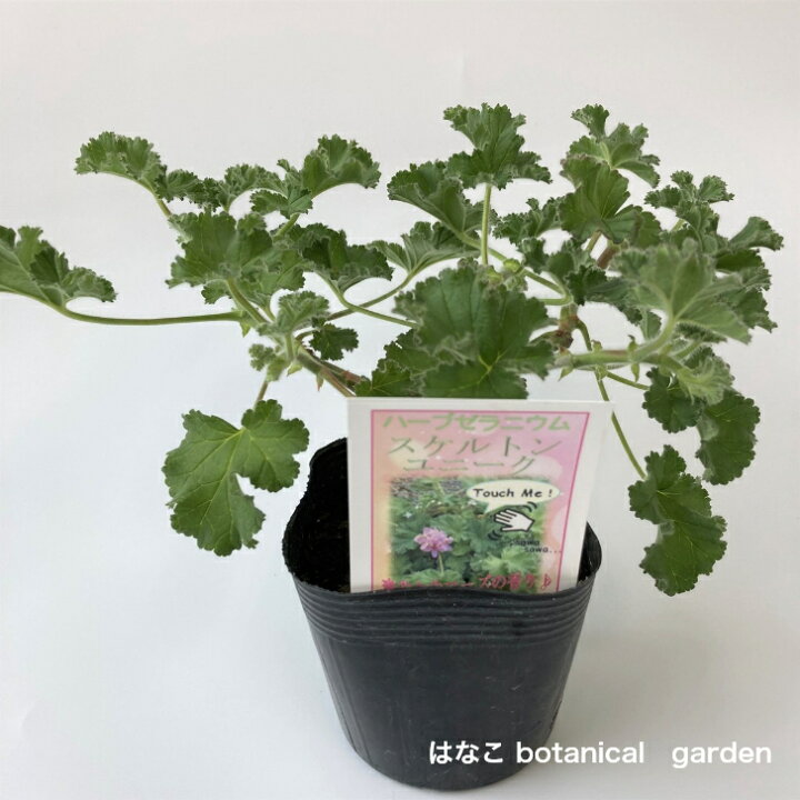 楽天市場 ハーブゼラニウム スケルトン 3 5号 自家栽培 希少品種 観葉植物 家庭菜園 蚊連草 はなこ Botanicalgarden