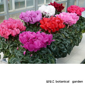 y6VNzYn@󏭕i푽@v[gVNi]7NA܁@@艿i@t[Mtg @bsO@bZ[WJ[h@S