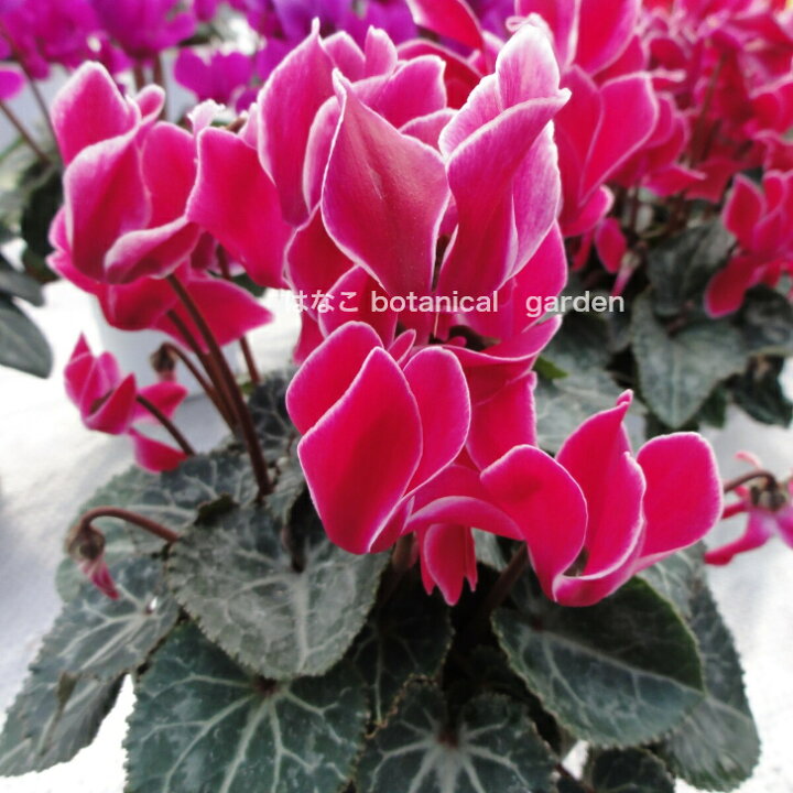 楽天市場 ガーデンシクラメン 変わり咲きミックス 5ポットセット 3寸 ミニシクラメン こだわり品種 はなこ Botanicalgarden