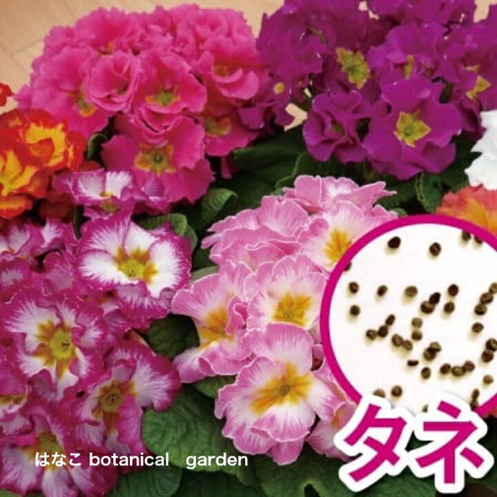 楽天市場 花のタネ プリムラ ポリアンサ系 メルローズ ミックス 約50粒 はなこ Botanicalgarden 楽天市場 花のタネ プリムラ ポリアンサ系 メルローズ ミックス 約50粒 はなこ Botanicalgarden