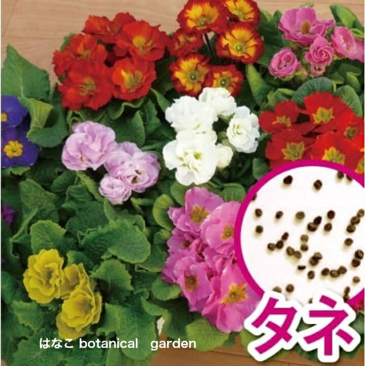 楽天市場 花のタネ プリムラ 種 ポリアンサ系 肥後ポリアン ミックス 0 05ml 約50粒 はなこ Botanicalgarden