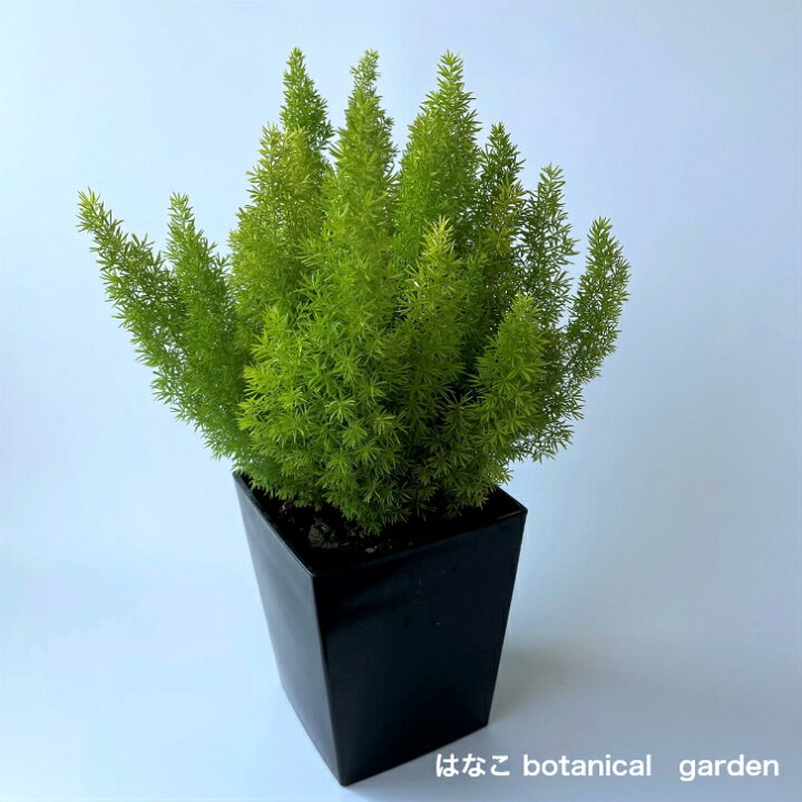 楽天市場 観葉アスパラガス メイリー 観葉植物 4 5号ポット 鉢はついてきません はなこ Botanicalgarden