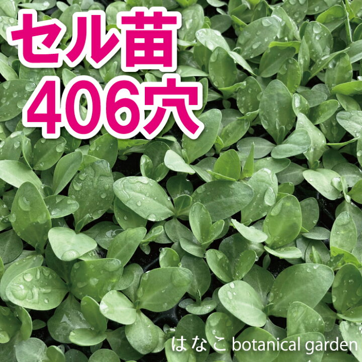 楽天市場 セル苗 トルコキキョウ トルコギキョウ トルコ桔梗 ユーストマ 406穴380本 ガーデニング 切り花 一年草 当店おすすめ 売れ筋 生産者向け 送料無料 はなこ Botanicalgarden