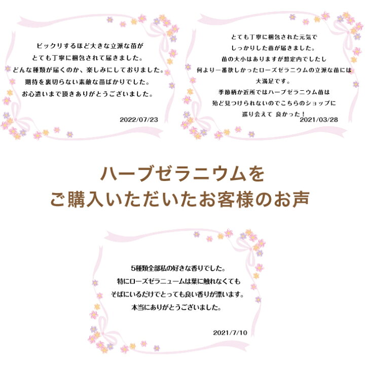 楽天市場 ハーブゼラニウム 3号 5ポットセット フルーツ系 自家栽培 ハーブ 観葉植物 家庭菜園 蚊連草 はなこ Botanicalgarden
