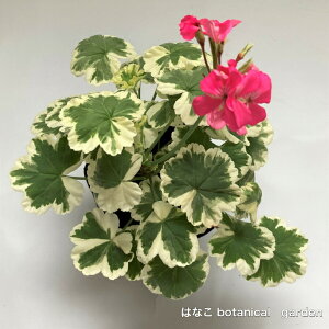 【ゼラニウム　苗】カラーリーフゼラニウム　フラワーオブスプリング　斑入り　ピンク花　　葉　室内　インドア